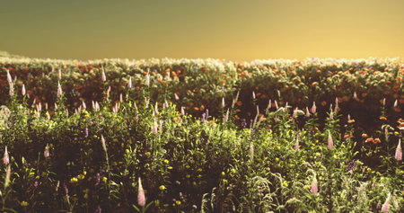 A breathtaking meadow comes alive with colorful wildflowers as golden sunlight bathes the landscape, creating a serene and captivating atmosphere during sunset. Nature thrives in harmony.の写真素材