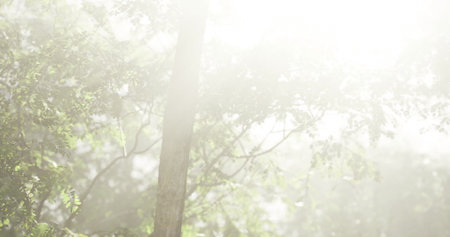 Sunlight gently streams through a thick canopy of trees, creating a serene atmosphere in the forest during early morning hours. Foliage glimmers with dew.の写真素材