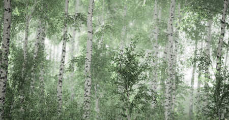 A serene forest filled with tall birch trees, their white bark contrasting against the lush...