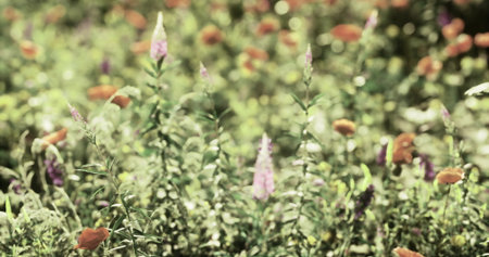 A lively meadow filled with colorful wildflowers sways gently in the breeze under a clear sky. The sun illuminates the blossoms, showcasing shades of orange and purple.の写真素材