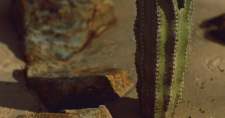 A tall cactus stands prominently among scattered rocks in a dry desert environment. The warm light of the golden hour casts soft shadows, enhancing the textures of the landscape.の写真素材