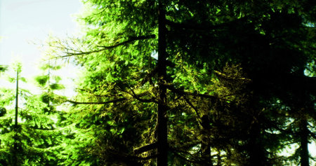 Sunlight filters through the canopy of a dense forest, illuminating tall trees and vibrant green leaves. The beauty of nature is on full display in this serene outdoor setting.の写真素材