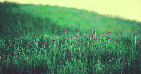 Colorful wildflowers dot a verdant meadow, gently swaying in the warm breeze. The golden hour enhances the landscape with soft light, creating a serene and peaceful atmosphere.の写真素材