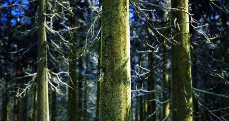Tall trees with frost laden bark create a tranquil winter landscape. The cool blue tones and intricate branches emphasize the calm of this wooded area during the cold season.の写真素材