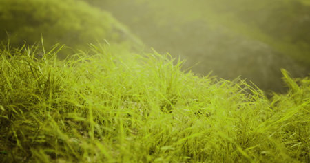Fresh green grass blankets a hillside, illuminated by soft morning light. Dew glistens on blades,...