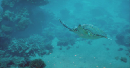 A turtle swims gracefully in turquoise waters, surrounded by vibrant coral reefs. Sunlight filters...