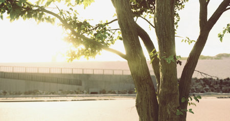 Golden rays of sunlight shine through lush green leaves on a tree near a serene riverbank. The...