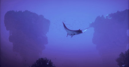 A manta ray elegantly swims through deep blue water, surrounded by unique coral formations. Soft...