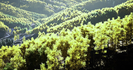 Sunshine filters through a lush forest, illuminating vibrant green trees on rolling hills. The...