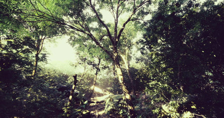 A vibrant forest filled with tall trees and dense foliage. Sunlight streams through the leaves,...