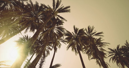 Beneath a soft golden sky, towering palm trees rise gracefully, their silhouettes highlighted against the fading light. A tranquil atmosphere envelops this tropical paradise, inviting deep relaxation.の写真素材