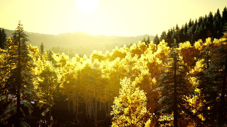 Sunrise casts a warm golden light over a dense forest filled with autumn colors. Trees adorned with yellow leaves create a stunning contrast against the clear sky and distant mountains.の写真素材