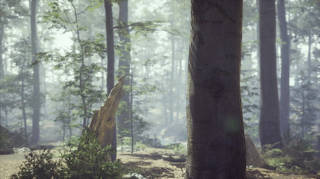 A tranquil woodland setting captures the soft morning light filtering through a dense fog,...