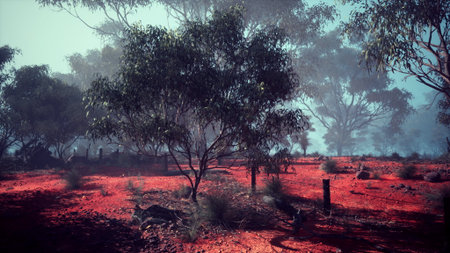 A wide expanse of Australian bushland featuring a variety of trees.の写真素材