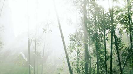 Soft light gently permeates through tall bamboo stalks, creating a tranquil ambiance in the forest. The mist adds an ethereal touch to this peaceful natural setting, inviting contemplation.の写真素材