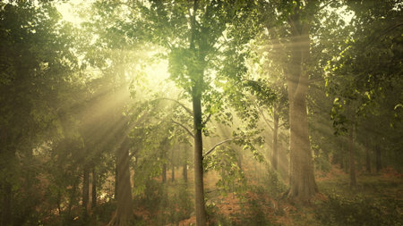 Golden rays filter through a dense canopy in a tranquil forest. Soft light brings warmth to the...