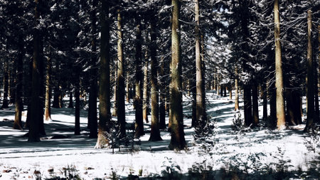 A serene winter scene unfolds in a quiet forest where tall trees stand tall, their trunks partially...