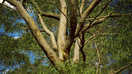 Lush green leaves flutter gently in the warm summer breeze as a grand eucalyptus tree stands tall...