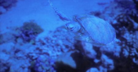 A turtle glides effortlessly through crystal clear waters, surrounded by vibrant coral reefs. The...