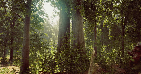 Tall trees tower in a serene forest, with sunlight streaming through the leaves, creating a peaceful...