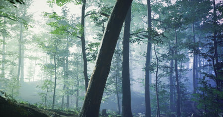 Thick trunks rise from the forest floor, surrounded by lush greenery and a soft mist. Sunlight...