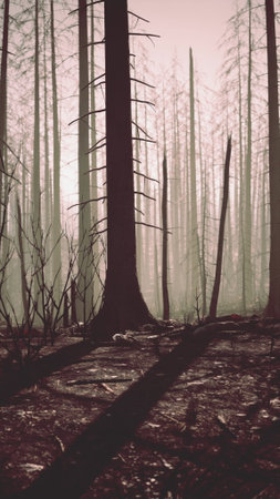 A dense forest filled with numerous tall trees, showcasing the aftermath of a massive forest fire.