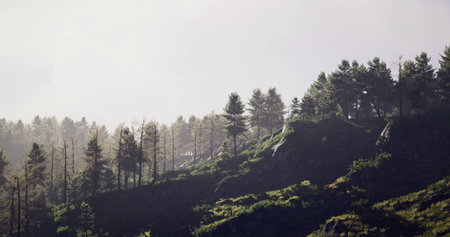 A gentle fog envelops a lush forest, revealing tall trees and rocky hillsides. Sunlight filters...