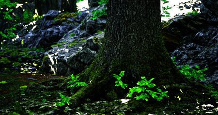 A thick tree trunk is prominently featured, covered in moss, with small green plants growing around...