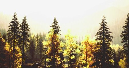 Golden leaves shine under soft sunlight in a serene forest. Tall pine trees stand alongside colorful foliage, showcasing the beauty of autumn. The atmosphere feels calm and peaceful.の写真素材