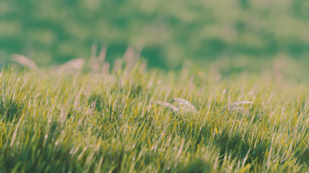 In the soft light of dawn, glistening droplets of dew rest delicately on blades of vibrant green grass, creating a serene and peaceful atmosphere in natures embrace.の写真素材