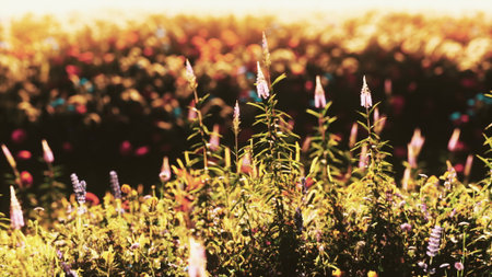 A vibrant field filled with wildflowers sways softly in the breeze. Sunlight filters through,...