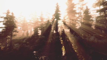 Sunlight streams through tall trees in a tranquil forest during early morning. The soft light casts...
