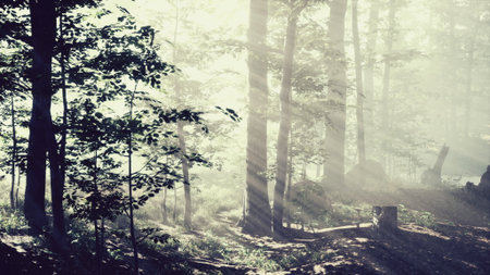 Sunlight pours through the tall trees, creating an ethereal glow in the misty forest. The tranquil...
