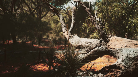 Sunlight filters through a dense forest, illuminating a fallen tree trunk with textured bark....
