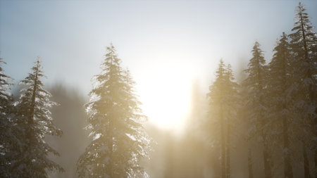Snow laden pine trees stand majestically as sunlight breaks through the winter haze, casting a warm glow. The tranquil atmosphere captures the beauty of a silent, snowy morning.の写真素材