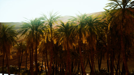 Vivid green palm trees stand tall under the warm golden light of the setting sun. The tranquil desert landscape creates a peaceful atmosphere, evoking a sense of calm and beauty.の写真素材
