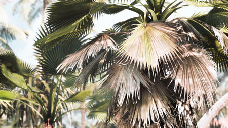 Vibrant palm leaves dance gracefully in a warm breeze, casting playful shadows on the lush ground beneath. Sunlight filters through, illuminating the tropical paradise.の写真素材