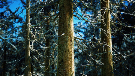 Tall trees stand silently in a winter forest adorned with soft layers of snow. The sunlight filters...