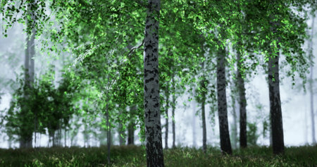 Sunlight filters through the canopy of a verdant forest, illuminating fresh green leaves and slender white trunks. The serene atmosphere offers a peaceful nature retreat.の写真素材