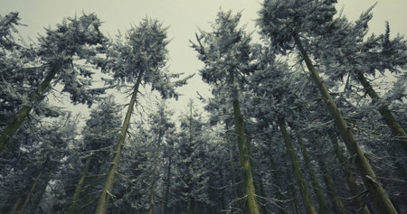 Snow laden trees stretch upwards in a serene winter forest under a gray overcast sky. The landscape...