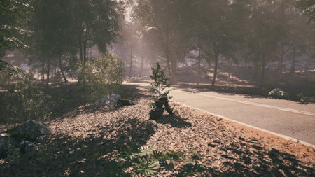 A serene forest road stretches through a sunlit wood, where morning mist gently rises from the ground. Tall trees frame the path, creating a peaceful atmosphere for early travelers.の写真素材
