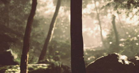Sunlight breaks through the dense foliage of trees in a tranquil forest. Soft beams illuminate the path, creating a peaceful atmosphere in the early morning hours.の写真素材