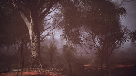 A foggy forest filled with lots of treesの写真素材