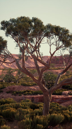 A tree stands tall in a vast field with towering mountains in the background, showcasing the beauty of the Nevada desert landscape.の写真素材