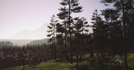 Sunlight breaks through tall trees in a forest, casting soft shadows on the ground. Mountains rise majestically in the distance, creating a serene natural landscape in the early morning.の写真素材