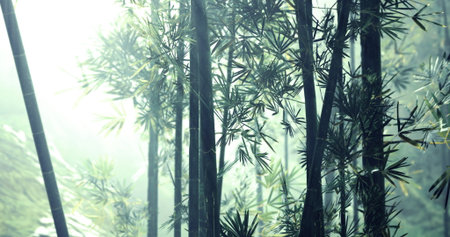 Morning light filters through a dense bamboo forest, creating an ethereal glow. The air is filled with mist, enhancing the serene beauty of the tall green trees.の写真素材