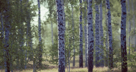 Tall birch trees dominate a tranquil forest setting, surrounded by vibrant greenery. Sunlight filters through the leaves, creating a peaceful atmosphere.の写真素材