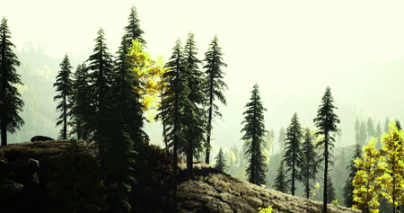 Tall pine trees stand prominently on a hillside, with sunlight gently illuminating the scene. The forest exudes tranquility and natural beauty, inviting peaceful exploration.の写真素材