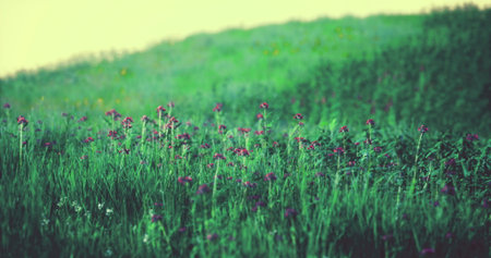 Wildflowers bloom vibrantly in a lush green meadow as golden hour light casts a warm glow. The landscape is serene, with a gentle hill in the background.の写真素材