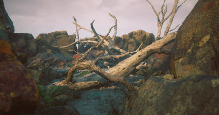 Twisted branches lay across a rocky landscape, surrounded by varying textures and colors. The sun sets in the background, casting soft light on the natural scene.の写真素材